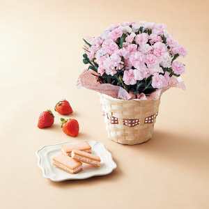【母の日専用】カーネーション鉢植え「バンビーノ」４号と苺きららのセット