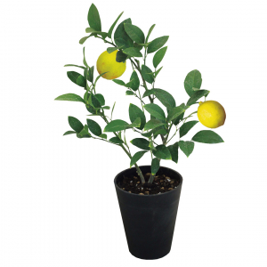 【母の日専用】レモン鉢植え