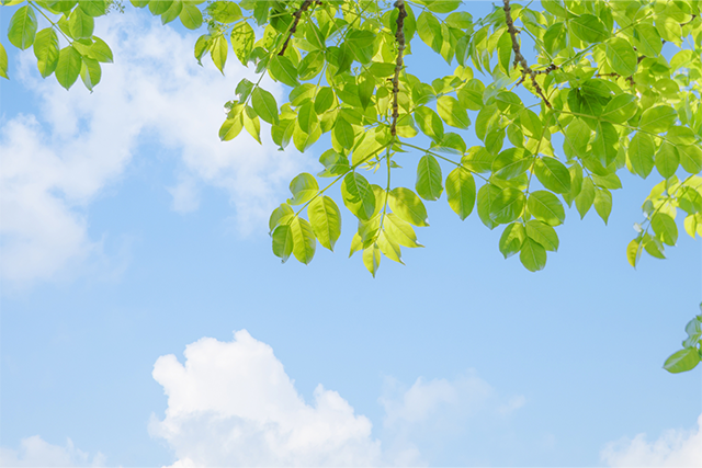 新緑の立夏の風景