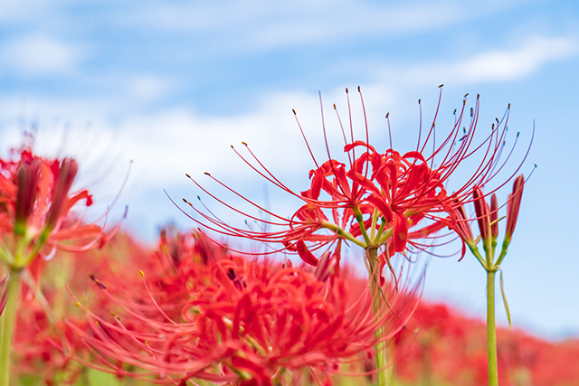 秋の澄んだ空と曼珠沙華（彼岸花）