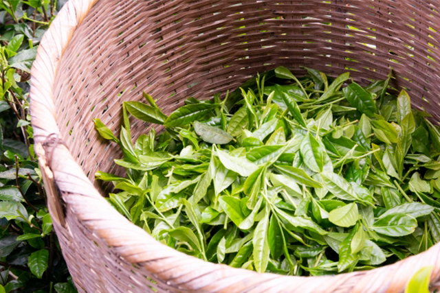 新茶と旬の食材