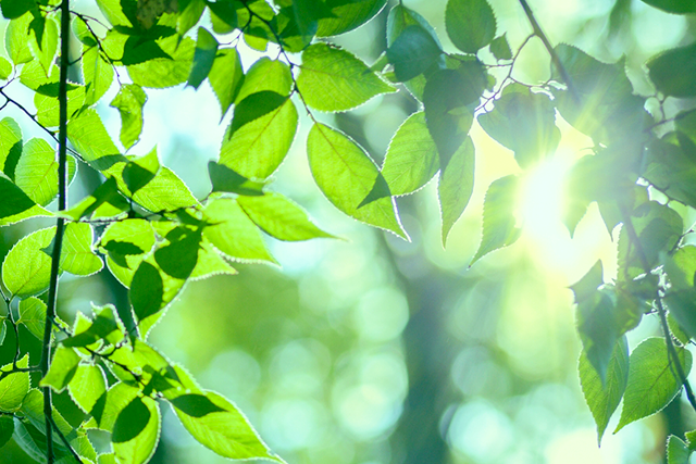 夏至の明るい日差しと緑のイメージ