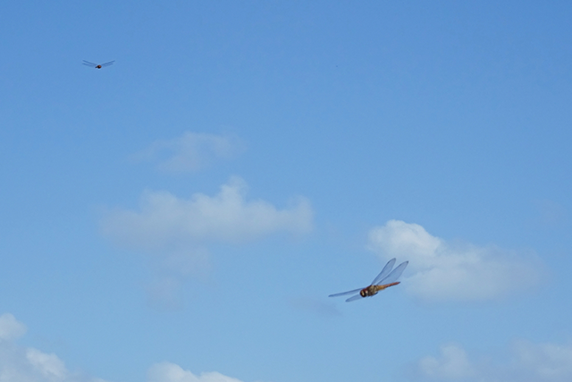 処暑の涼しげな風と秋の虫のイメージ