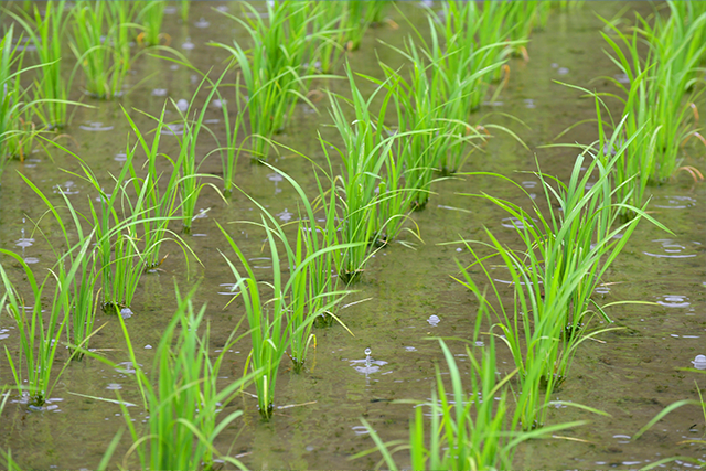 芒種の時期の田植えと雨の風景