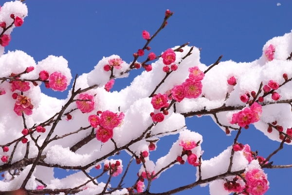 【二十四節気】雨水(うすい)って何？雨水にひな人形を飾ると良い理由は？