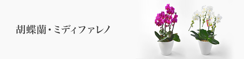 フラワーギフト　 胡蝶蘭・ミディファレノ
