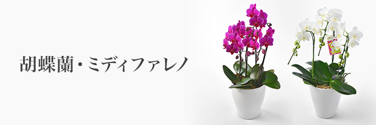 フラワーギフト　 胡蝶蘭・ミディファレノ