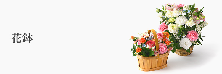 フラワーギフト　花鉢