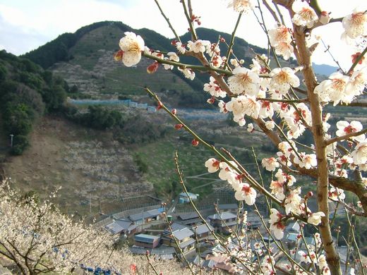 『紀州石神の梅干　濱田』