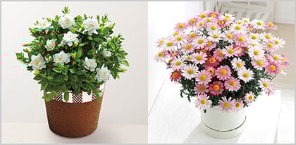 花鉢