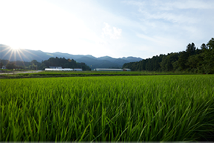 日山 青々と稲が茂った田んぼ