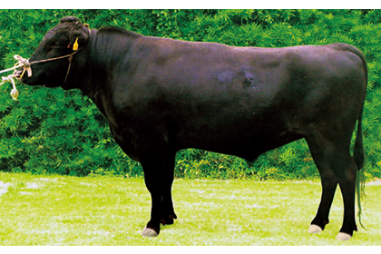 黒毛和種の牛を横から撮影した画像