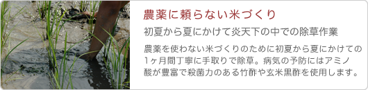 コシヒカリこだわり米の無農薬