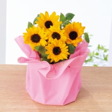 商品画像 【母の日専用】ひまわり鉢植え「サンリッチオレンジ」