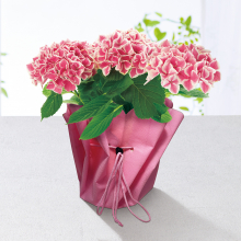 商品画像 【母の日専用】アジサイ鉢植え　ピルニッツ
