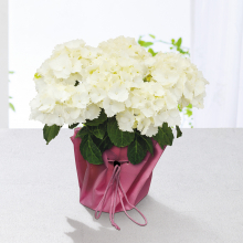 商品画像 【母の日専用】アジサイ鉢植え　アイスベア