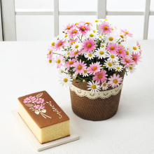 商品画像 【母の日専用】長﨑堂　母の日カステーラとマーガレット鉢植さくらべーる５号のセット