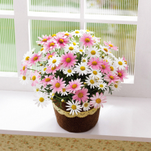 商品画像 【母の日専用】マーガレット鉢植え「さくらべーる」５号