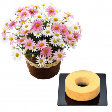 商品画像 【母の日専用】バウムクーヘンとマーガレット鉢植え「さくらべーる」５号のセット