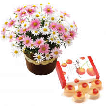 商品画像 【母の日専用】山形県産さくらんぼのゼリーとマーガレット鉢植え５号のセット