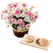 商品画像 【母の日専用】母の日オリジナルプリント最中とマーガレット鉢植え５号のセット