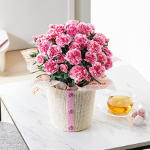 商品画像 【母の日専用】カーネーション鉢植え「ティーパーティ」５号