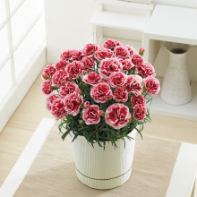 商品画像 【母の日専用】カーネーション鉢植え「いちごホイップ」５号