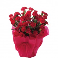 商品画像 【母の日専用】カーネーション鉢植え[赤]