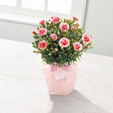 商品画像 【母の日専用】カーネーション鉢植え「いちごホイップ」５号