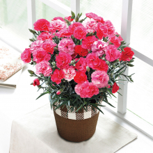 商品画像 【母の日専用】カーネーション鉢植え「さくらもなか」５号