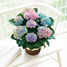 商品画像 【母の日専用】アジサイ鉢植え　マジカルレボリューション　レインボー