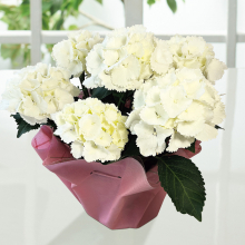 商品画像 【母の日専用】アジサイ鉢植え　アイスベア