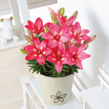 商品画像 【母の日専用】ユリ鉢植え　ロザリン