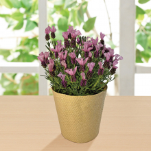 商品画像 【母の日専用】フレンチラベンダー鉢植え