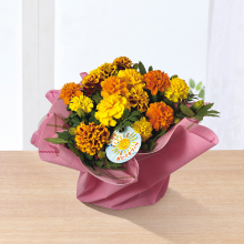 商品画像 【母の日専用】マリーゴールド鉢植え　おひさまブーケ