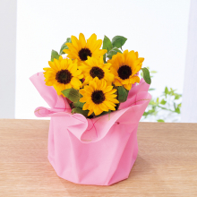 商品画像 【母の日専用】ひまわり鉢植え「サンリッチオレンジ」