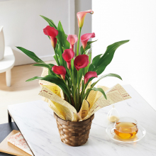 商品画像 【母の日専用】カラー鉢植え　チェリーソルベ