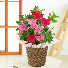 商品画像 【母の日専用】マンデビラ鉢植え　リップギャル２色植え