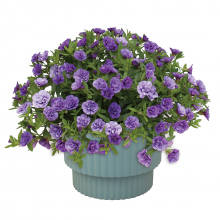 商品画像 【母の日専用】スーパーベル[ダブルブルー]