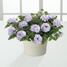 商品画像 【母の日専用】スーパーベナ鉢植え　アイストゥインクル