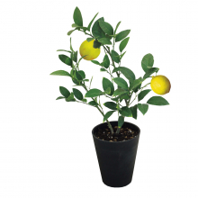 商品画像 【母の日専用】レモン鉢植え