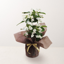 商品画像 【母の日専用】マダガスカルジャスミン鉢植え