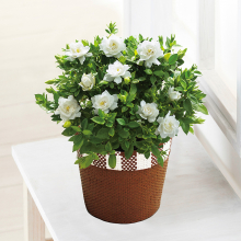商品画像 【母の日専用】ガーデニア鉢植え