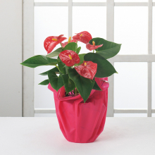 商品画像 【母の日専用】アンスリウム鉢植え
