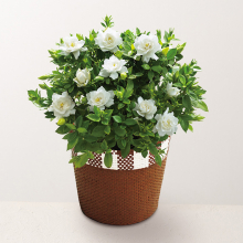 商品画像 【母の日専用】ガーデニア鉢植え