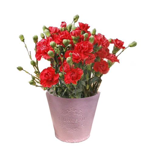 モンソーポット カーネーション レッド 5号鉢 Concent コンセント