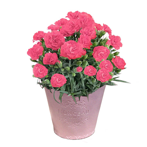 モンソーポット カーネーション ピンク 5号鉢 Concent コンセント