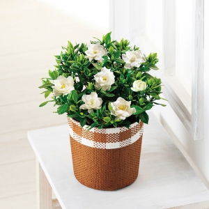 母の日にカーネーションの花鉢ギフトを Concent コンセント 母の日にカーネーションの花鉢ギフトを Concent コンセント