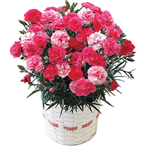 母の日にカーネーションの花鉢ギフトを Concent コンセント