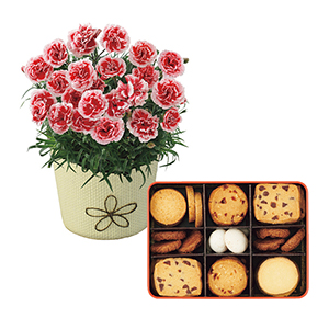 母の日にカーネーションの花鉢ギフトを Concent コンセント